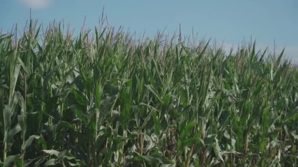 Agriculture in France is Bretagne region. Fields of ready to harvest corn in late summer. Cultivation of grain crop of corn in north of Europe. Maize hybridization field Brittany region of France — Stock Video