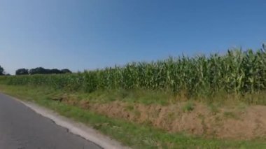Fransa 'da tarım Bretagne bölgesidir. Yazın sonlarında mısır hasadına hazır tarlalar. Avrupa 'nın kuzeyinde tahıl hasadı ekimi. Fransa 'nın Brittany bölgesindeki mısır melezleştirme alanı