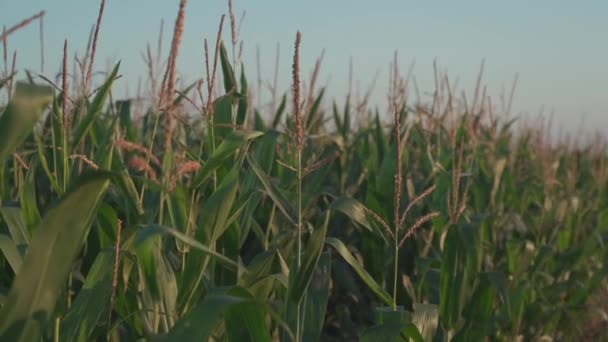 Complejo agroindustrial, producción agrícola cultivos de maíz que crecen en Francia Región de Bretaña. Agricultura y producción de cultivos, granjas en el norte de Europa. Cosechando maíz en campos listos para ser cosechados — Vídeos de Stock