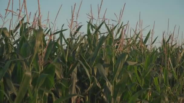 Landwirtschaft und Landwirtschaft, Ackerland in Frankreich Bretagne. Grünes Maisfeld in Nordfrankreich in der Bretagne. Getreide und Futterpflanzen Mais. Ackerland unter ökologischer Produktion — Stockvideo