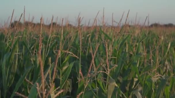 Agro-industrieel complex, landbouwproductie maïs teelt in Frankrijk Bretagne regio. Landbouw en plantaardige productie, boerderijen in Noord-Europa. Maïs oogsten op velden die klaar zijn om te worden geoogst — Stockvideo