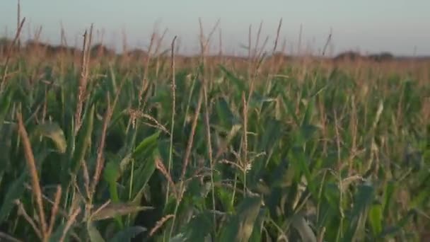 Agronegócio e agricultura, terras agrícolas na região da Bretanha França. Campo de cultivo de milho verde no norte da França em Bretagne. Cereais e culturas forrageiras milho. terras agrícolas em produção biológica — Vídeo de Stock