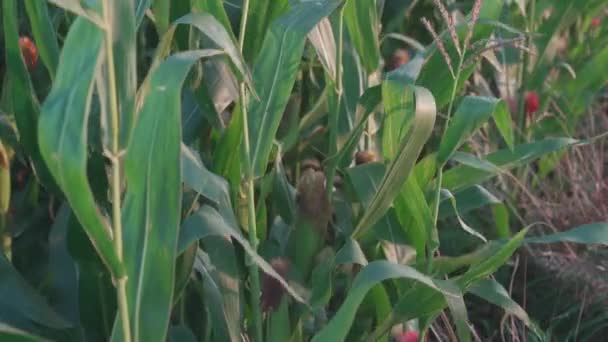 Die Landwirtschaft in Frankreich ist die Bretagne. Felder mit erntereifem Mais im Spätsommer. Anbau von Mais in Nordeuropa. Mais-Hybridisierungsfeld Bretagne in Frankreich — Stockvideo