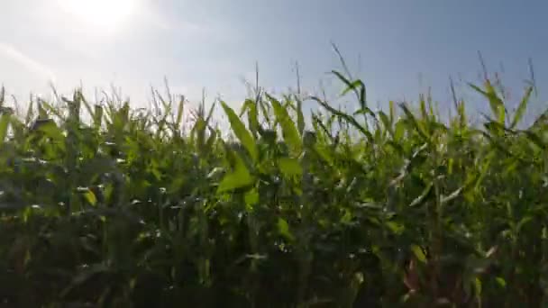 Agro ipari komplexum, mezőgazdasági termelés kukorica termesztés Franciaországban Bretagne régióban. Mezőgazdaság és növénytermesztés, gazdaságok Észak-Európában. A betakarításra kész földeken betakarított kukorica — Stock videók