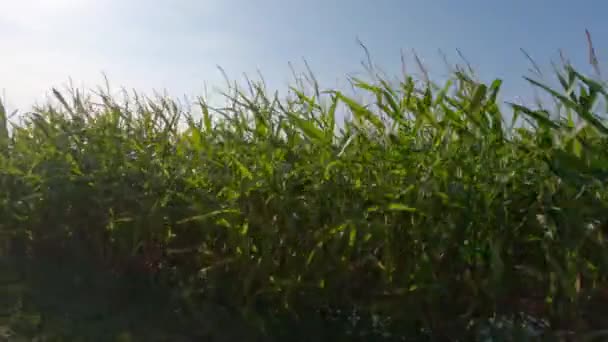 Jordbruk och jordbruk, jordbruksmark i regionen Bretagne. Grön majs gröda fält i norra Frankrike i Bretagne. Spannmål och fodergrödor majs. jordbruksmark med ekologisk produktion — Stockvideo