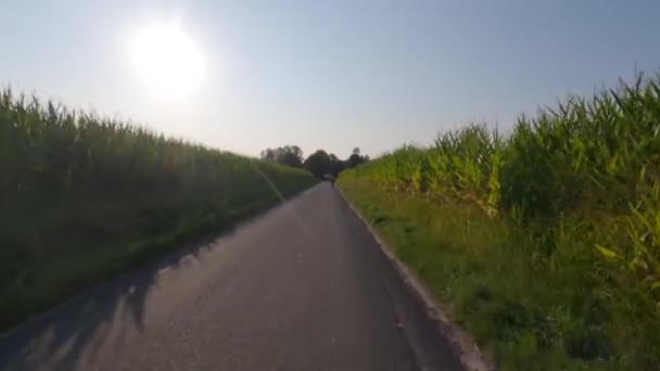 Complexe agro-industriel, production agricole cultures de maïs en France Bretagne. Agriculture et production végétale, exploitations agricoles en Europe du Nord. Récolte du maïs dans les champs prêts à être récoltés — Video