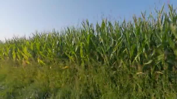 Agronegocios y agricultura, tierras de cultivo en Francia Región de Bretaña. Campo de cultivo de maíz verde en el norte de Francia en Bretagne. Cereales y cultivos forrajeros maíz. tierras agrícolas en producción ecológica — Vídeos de Stock