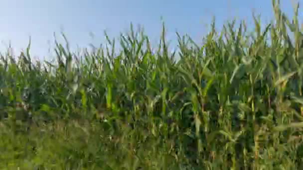 フランスの農業はブルターニュ地方である。夏の終わりにトウモロコシを収穫する準備ができているフィールド。ヨーロッパ北部でのトウモロコシの穀物栽培。フランスのブルターニュ地域のハイブリッド化フィールドをトウモロコシ — ストック動画