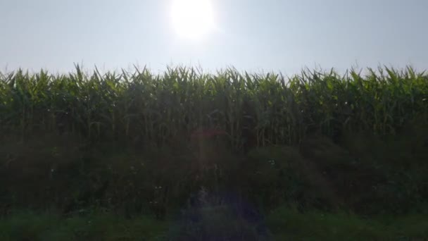 Agro-industrieel complex, landbouwproductie maïs teelt in Frankrijk Bretagne regio. Landbouw en plantaardige productie, boerderijen in Noord-Europa. Maïs oogsten op velden die klaar zijn om te worden geoogst — Stockvideo