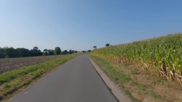 Gospodarka rolna i rolnictwo, grunty rolne we Francji obwód bretoński. Zielone pole kukurydzy w północnej Francji w Bretagne. Zboża i kukurydza pastewna. grunty rolne w produkcji ekologicznej — Wideo stockowe