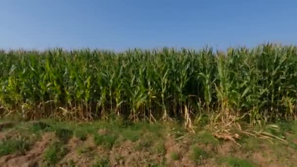 フランスの農業はブルターニュ地方である。夏の終わりにトウモロコシを収穫する準備ができているフィールド。ヨーロッパ北部でのトウモロコシの穀物栽培。フランスのブルターニュ地域のハイブリッド化フィールドをトウモロコシ — ストック動画