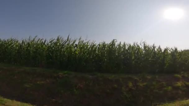 Tarım endüstrisi kompleksi, tarımsal üretim mısır ekinleri Fransa 'nın Bretagne bölgesinde büyüyor. Tarım ve mahsul üretimi, Kuzey Avrupa 'daki çiftlikler. Tarlalarda mısır hasat ediliyor hasat edilmeye hazır — Stok video