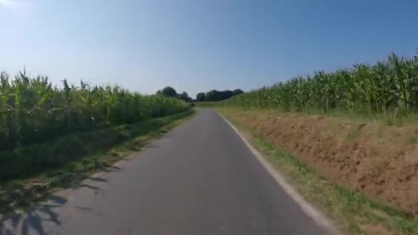 Landbouwindustrie en landbouw, landbouwgrond in Frankrijk Bretagne. Groene maïsvelden in Noord-Frankrijk in Bretagne. Granen en voedergewassen maïs. landbouwgrond in het kader van biologische productie — Stockvideo