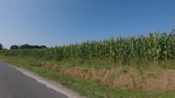 Landbouw in Frankrijk is de regio Bretagne. Velden van klaar om maïs te oogsten in de late zomer. Teelt van graangewassen in Noord-Europa. Maïs hybridisatie veld Bretagne regio van Frankrijk — Stockvideo