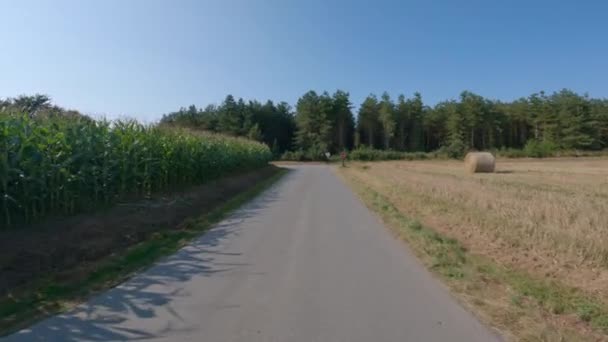 Complexe agro-industriel, production agricole cultures de maïs en France Bretagne. Agriculture et production végétale, exploitations agricoles en Europe du Nord. Récolte du maïs dans les champs prêts à être récoltés — Video