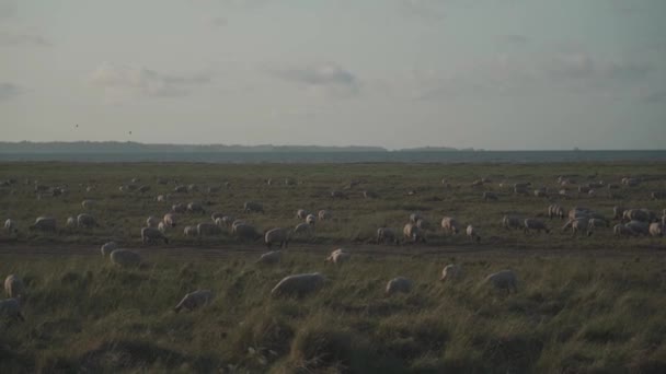 Schapenweide in een veld in de buurt van de Atlantische Oceaan in de Bretagne regio van Frankrijk. Dierhouderij thema, landbouw in Noord-Europa in Frankrijk Bretagne. Veel schapen op de prachtige groene weide — Stockvideo