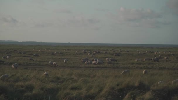 Veehouderij Noord-Frankrijk, Bretagne. Schapen weiden in het veld aan de oevers van de Atlantische Oceaan in de Franse regio Bretagne. Landbouw van Frankrijk. Schapen grazen in weide nabij zee — Stockvideo