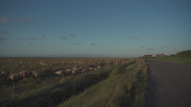 Schapenweide in een veld in de buurt van de Atlantische Oceaan in de Bretagne regio van Frankrijk. Dierhouderij thema, landbouw in Noord-Europa in Frankrijk Bretagne. Veel schapen op de prachtige groene weide — Stockvideo