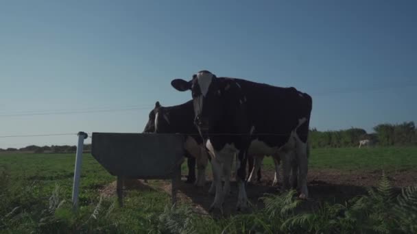 Θέμα γεωργίας, γεωργίας και κτηνοτροφίας στη βόρεια Γαλλία, περιφέρεια Βρετάνης. Μαύρα και λευκά βοοειδή βόσκουν στο λιβάδι το καλοκαίρι. Γαλλικές Αγελάδες δίχρωμες στην Βρετάνη. Βιολογική επιχείρηση γαλακτοκομικών προϊόντων κρέατος — Αρχείο Βίντεο