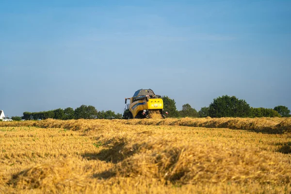 Amarillo cosechadora cosechas cosechas New Holland campo de trigo maduro. Agricultura en Francia. La cosecha es el proceso de recolección de un cultivo maduro de los campos. Francia, Bretaña 25 agosto 2021 —  Fotos de Stock