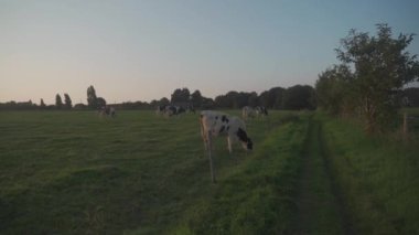 Breton Pie Noire ineği tarlada otluyor. Brittany bölgesindeki Fransız siyah beyaz inekleri. Tarım, hayvancılık ve organik et ve süt üretimi Kuzey Fransa 'da Bretagne' da