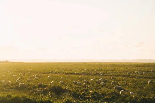 Livestock farming industry north of France, Brittany region. Sheep pasture in field on shores of Atlantic Ocean in French region of Bretagne. Agriculture of France. Sheep graze in meadow near sea