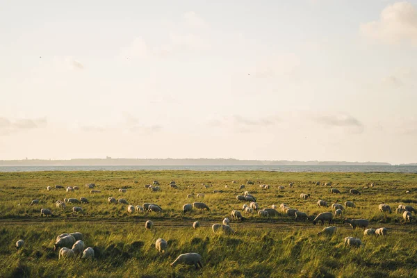 Пастбище овец в поле возле Атлантического океана в Бретани, Франция. Тема животноводства, сельское хозяйство в северной Европе во Франции Бретань. Много овец на прекрасном зеленом лугу — стоковое фото