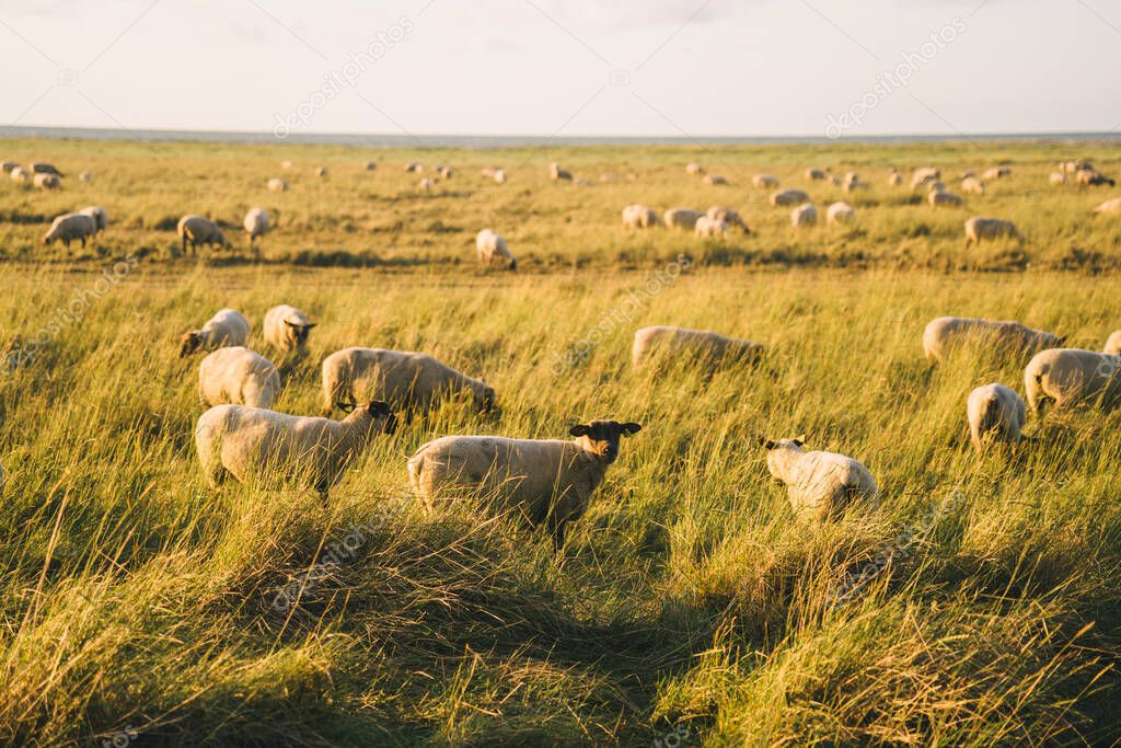 Agriculture, farming and livestock in north France Bretagne region. Flock of sheep graze in field on shores atlantic ocean in french of brittany at sunset. Meat, dairy farming, agro-industrial sector