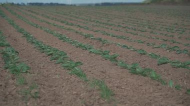 Fransız kırsalındaki Bretagne 'da lahana yetiştirilmiş tarlalar. Brittany, Fransa 'da yeşil lahana tarlası manzarası. Beyaz lahana, lahana tarlası, sebze. Brassica oleracea var. Capata ffalba