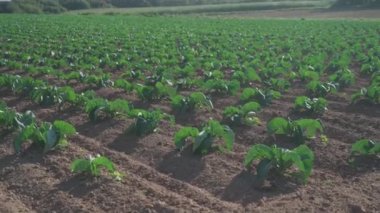 Fransız kırsalındaki Bretagne 'da lahana yetiştirilmiş tarlalar. Brittany, Fransa 'da yeşil lahana tarlası manzarası. Beyaz lahana, lahana tarlası, sebze. Brassica oleracea var. Capata ffalba
