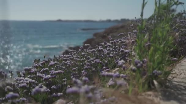 Limonium sinuatum крылатая средиземноморская лаванда, растущая в дикой природе на побережье Кипра. Прекрасное побережье в Пафосе, Кипр с фиолетовыми цветами в мае. Цветы фиолетовые на скалистом побережье в Пафосе — стоковое видео