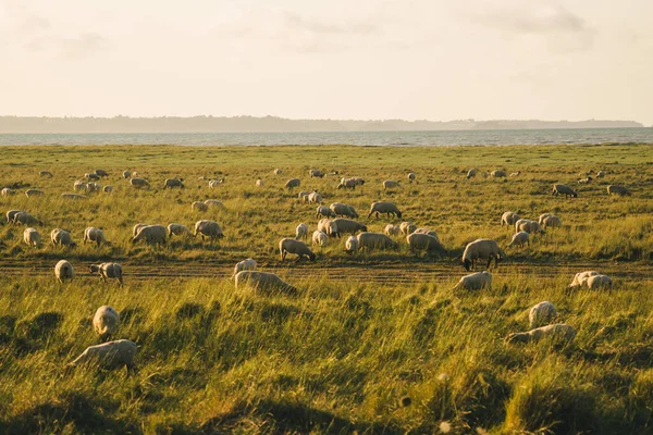 Landwirtschaft, Landwirtschaft und Viehzucht in der nordfranzösischen Bretagne. Schafherden grasen auf einem Feld am Ufer des Atlantischen Ozeans in Französisch der Bretagne bei Sonnenuntergang. Fleisch, Milchwirtschaft, agrarindustrieller Sektor — Stockfoto
