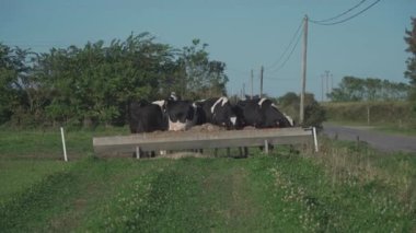 Brittany siyah ve beyaz inekleri Fransa 'nın Bretagne bölgesinde yeşil bir çim tarlasında otluyor. Yaz kırsal arazisi ve inek otlağı. Siyah beyaz Breton turtası siyah siyah buzağı ve bir tarlada otlayan inekler
