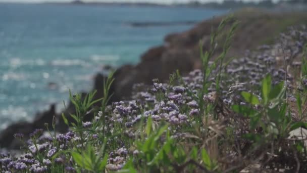Limonium sinuatum alado lavanda marina mediterránea que crece silvestre en la costa de Chipre. Maravillosa costa en Paphos, Chipre con flores púrpuras en mayo. Flores silvestres púrpura en la costa rocosa en paphos — Vídeo de stock
