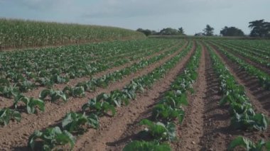 Fransız kırsalındaki Bretagne 'da lahana yetiştirilmiş tarlalar. Brittany, Fransa 'da yeşil lahana tarlası manzarası. Beyaz lahana, lahana tarlası, sebze. Brassica oleracea var. Capata ffalba