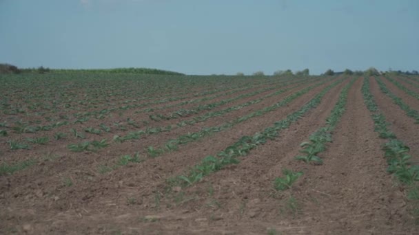 Brittany repollo. Choux de Bretagne. Hojas de col jóvenes crecen en el campo. Agricultura en Francia. Jardín de verduras en el campo. Campos cultivados de col en Alsacia en el campo francés — Vídeos de Stock