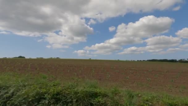 Brittany repollo. Choux de Bretagne. Hojas de col jóvenes crecen en el campo. Agricultura en Francia. Jardín de verduras en el campo. Campos cultivados de col en Alsacia en el campo francés — Vídeos de Stock