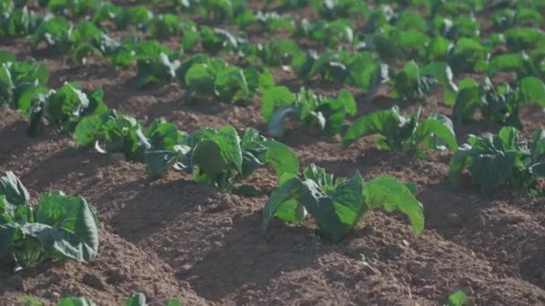 Campo de belas couves-flores na Bretanha. França. Agricultura de alface de repolho verde orgânica em uma horta na região francesa de Bretagne. Conceito de produção de agricultura biológica — Vídeo de Stock