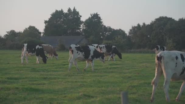 Pertanian, pertanian dan peternakan tema di utara Prancis wilayah Brittany. Sapi hitam dan putih merumput di padang rumput di musim panas. French Cows bicolor di Bretagne. Bisnis susu daging organik — Stok Video