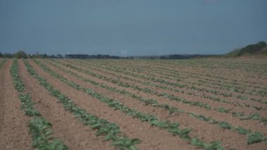 Fransız kırsalındaki Bretagne 'da lahana yetiştirilmiş tarlalar. Brittany, Fransa 'da yeşil lahana tarlası manzarası. Beyaz lahana, lahana tarlası, sebze. Brassica oleracea var. Capata ffalba