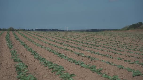 Cavolo campi coltivati in Bretagne nella campagna francese. Veduta di un campo di cavolo verde in Bretagna, Francia. Cavolo bianco, campo di cavolo, verdura. Brassica oleracea var. capitata f. alba — Video Stock
