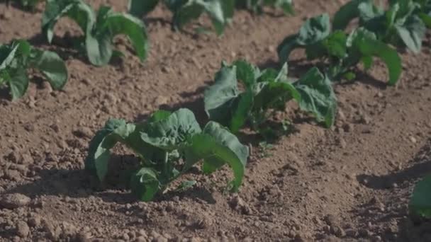 Campo di bellissimi cavolfiori in Bretagna. In Francia. Coltivazione di lattuga di cavolo verde biologica su un orto nella regione francese della Bretagna. Concetto di produzione agricola biologica bio — Video Stock