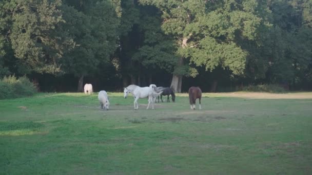 En grupp vackra gårdshästar betar på äng. Ranch i Frankrike Bretagne-regionen. Uppfödning och produktion av hästar i Bretagne. Hästbetesmark. Jordbruk och jordbruk. Djurhållning — Stockvideo