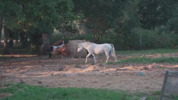 Pastoreo de caballos y agricultura familiar en la región de Bretaña Francia. Granja animal, cría de caballos y cría de animales en el norte de Europa en Francia en Bretaña. Manada de caballos en un pasto en una granja — Vídeos de Stock