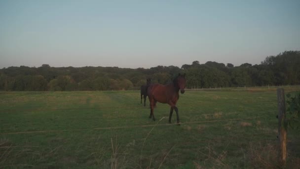 En grupp vackra gårdshästar betar på äng. Ranch i Frankrike Bretagne-regionen. Uppfödning och produktion av hästar i Bretagne. Hästbetesmark. Jordbruk och jordbruk. Djurhållning — Stockvideo