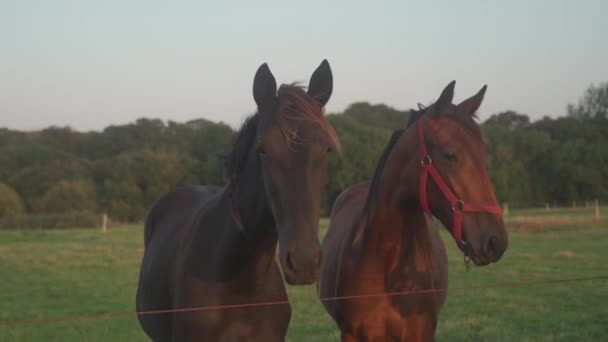 Tema för jordbruk, djurhållning och hästuppfödning i Frankrike är Bretagne-regionen. Bretagne hästar betar på ängen. Franska hästar betar i byn. Jordbruk och landsbygdens ekonomi i norra Europa — Stockvideo