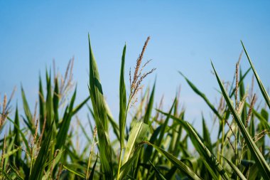 Fransa 'da tarım Bretagne bölgesidir. Yazın sonlarında mısır hasadına hazır tarlalar. Avrupa 'nın kuzeyinde tahıl hasadı ekimi. Fransa 'nın Brittany bölgesindeki mısır melezleştirme alanı.