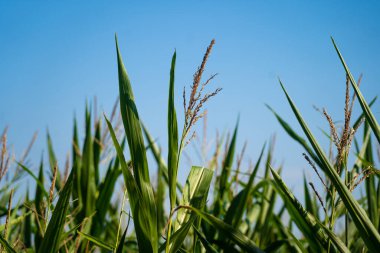 Tarım ve tarım, Fransa 'nın Brittany bölgesinde tarım arazileri. Kuzey Fransa 'da Bretagne' da yeşil mısır tarlası. Mısır gevrekleri ve tahıl ekinleri. tarımsal arazi organik üretim altında.