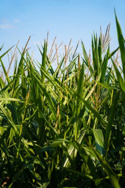 Fransa 'da tarım Bretagne bölgesidir. Yazın sonlarında mısır hasadına hazır tarlalar. Avrupa 'nın kuzeyinde tahıl hasadı ekimi. Fransa 'nın Brittany bölgesindeki mısır melezleştirme alanı.