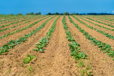 Britanya 'daki güzel karnabahar tarlaları. Fransa. Fransız Bretagne bölgesinde sebze tarlasında organik yeşil lahana salatası yetiştiriyorum. Biyo organik tarım üretim kavramı.